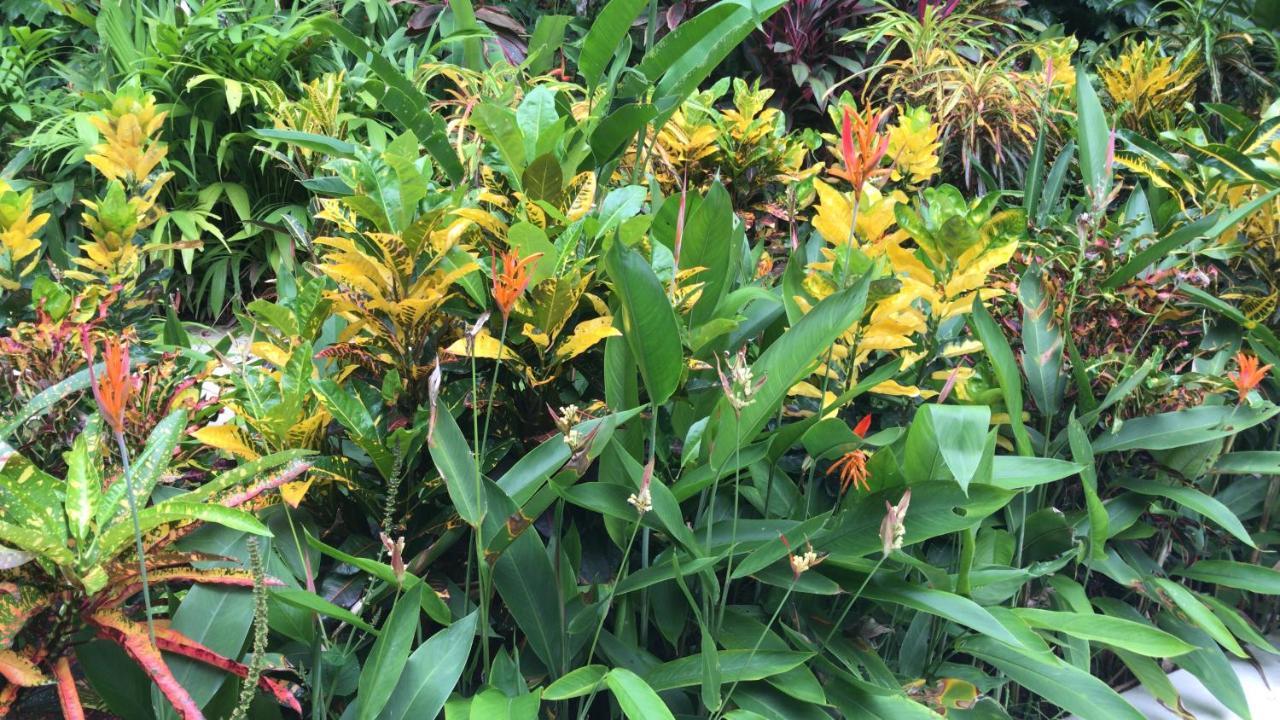 Flor De Paraiso Bungalows Montezuma Kültér fotó