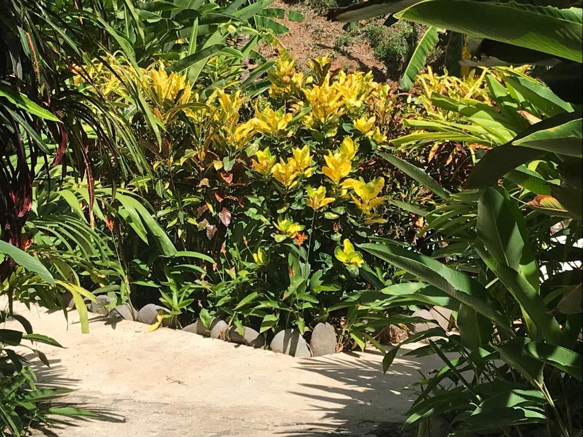 Flor De Paraiso Bungalows Montezuma Kültér fotó